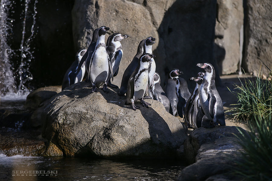 calgary zoo event photographer sergei belski photo