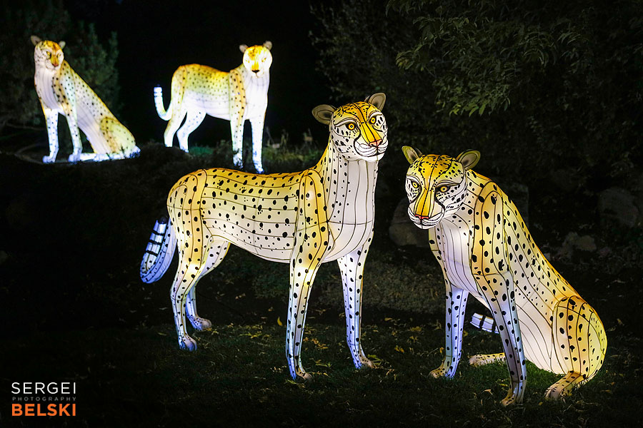 calgary zoo illuminasia event photographer sergei belski photo