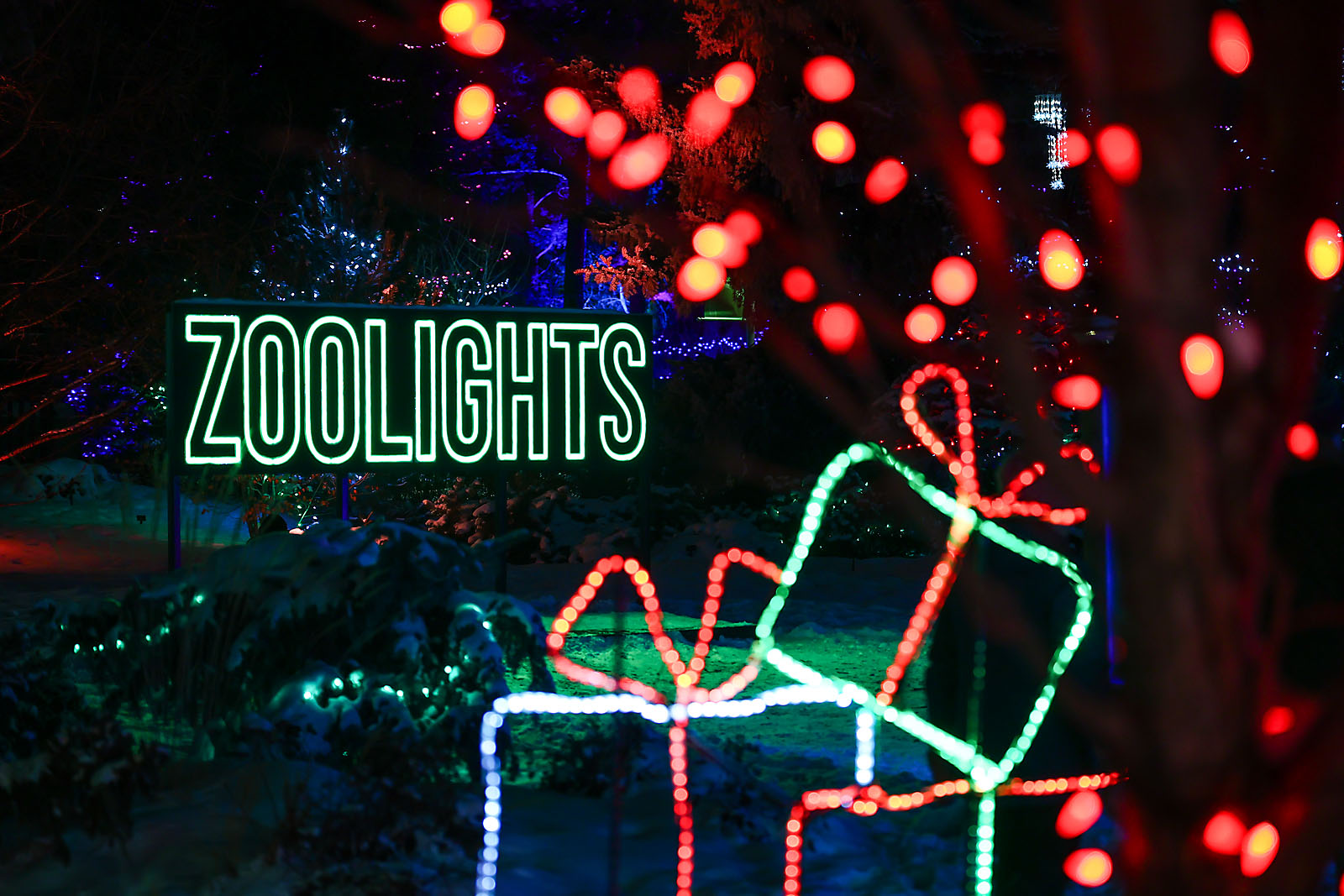 calgary zoolights event photographer sergei belski photo