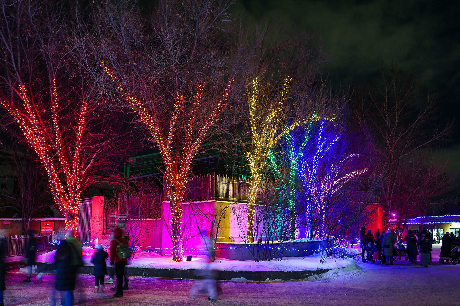 calgary zoolights event photographer sergei belski photo