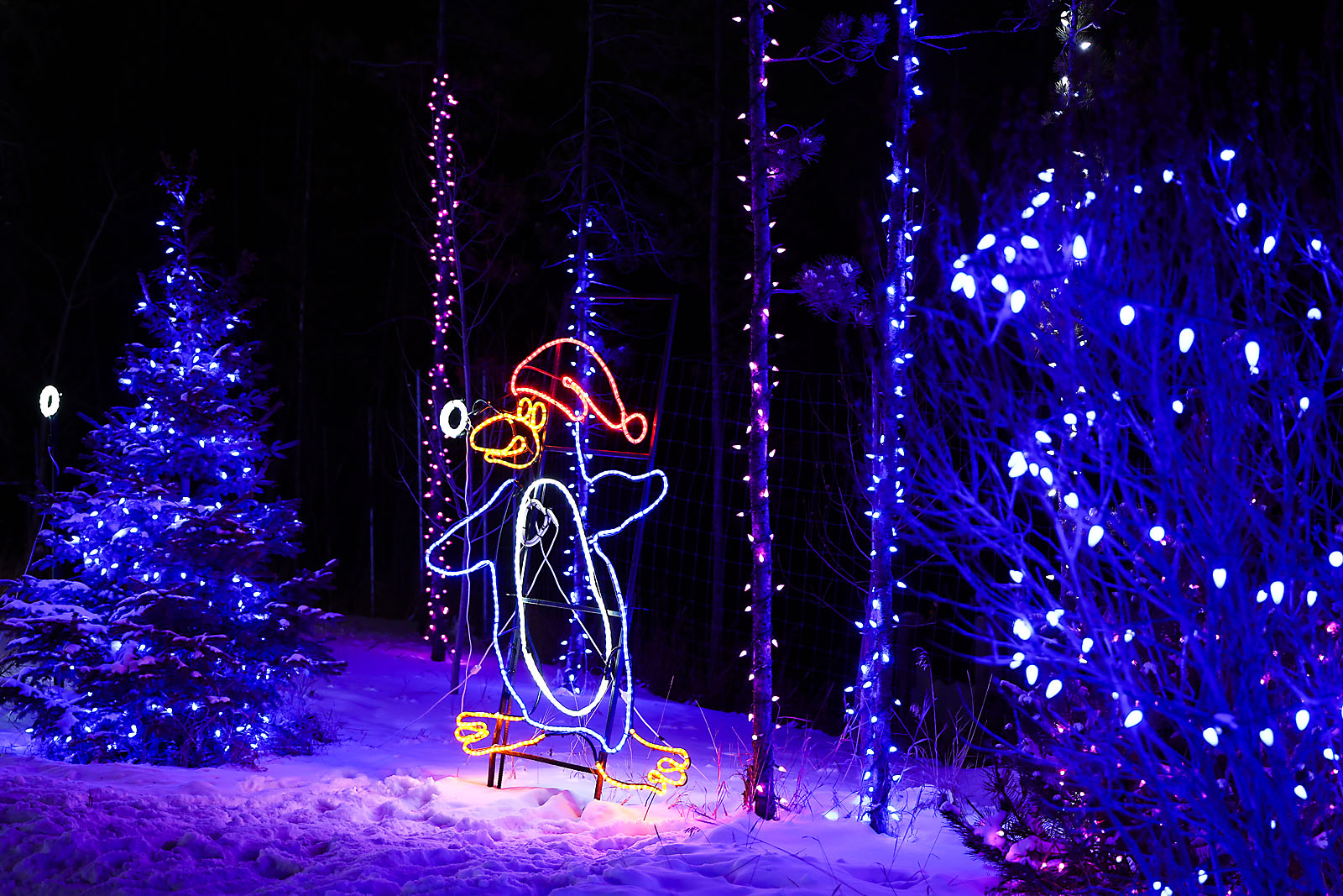 calgary zoolights event photographer sergei belski photo