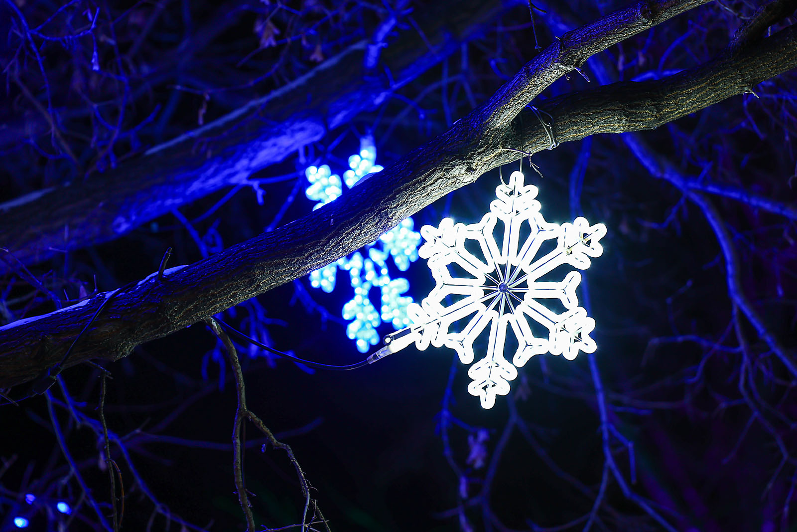 calgary zoolights event photographer sergei belski photo