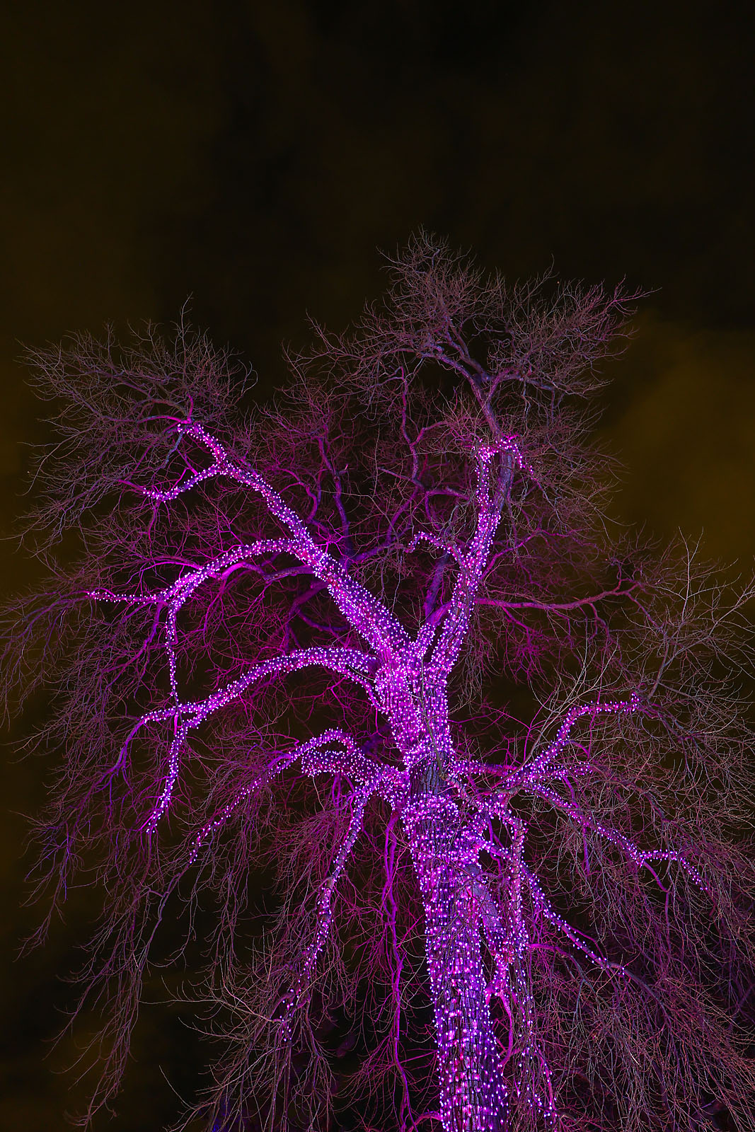 calgary zoolights event photographer sergei belski photo