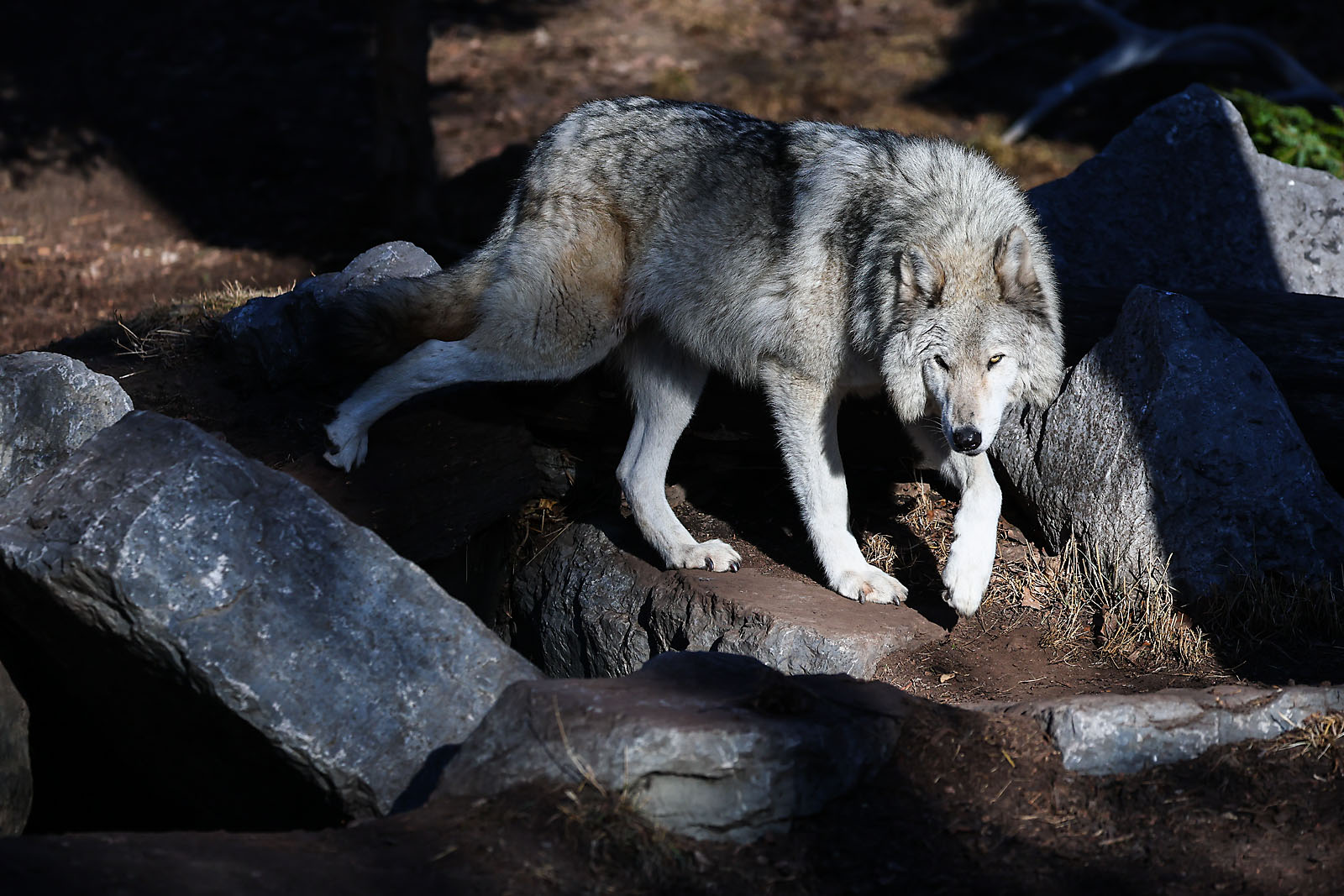 calgary zoo wildlife photographer sergei belski photo
