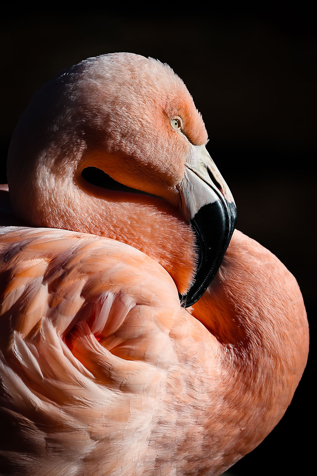 calgary zoo wildlife photographer sergei belski photo