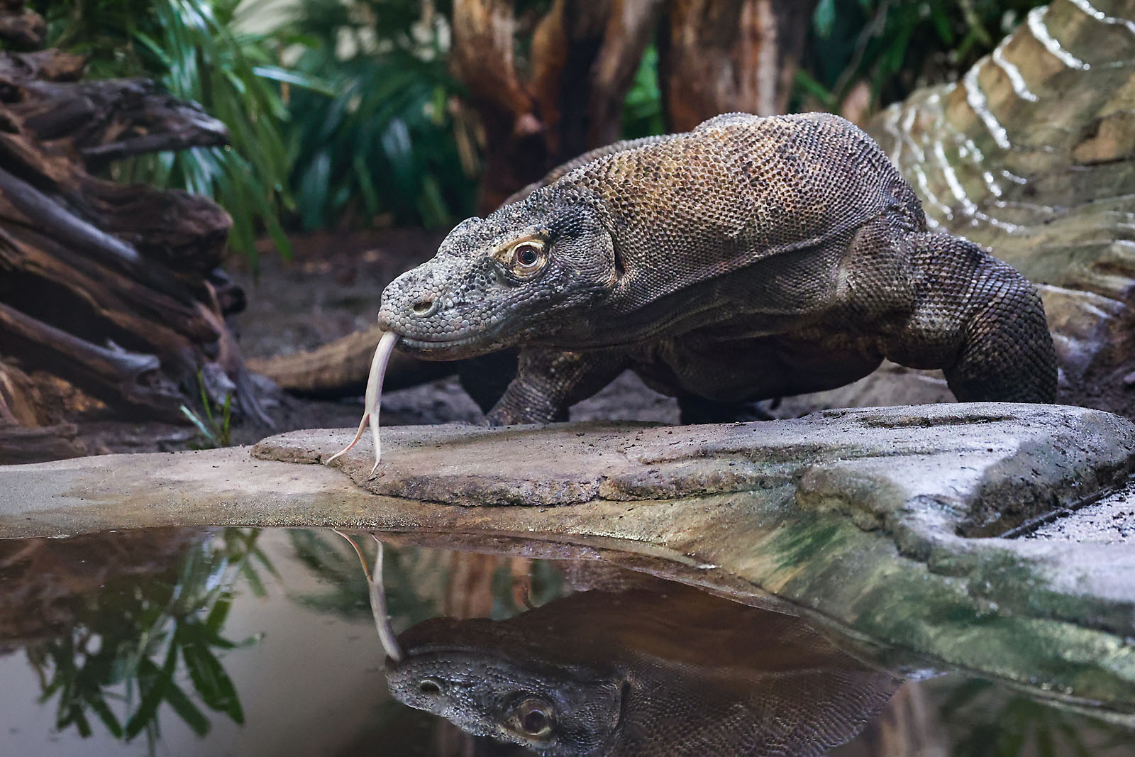 calgary zoo wildlife photographer sergei belski photo
